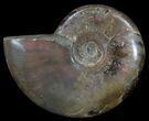 Flashy Red Iridescent Ammonite - Wide #52337-1